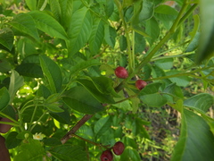 Cipadessa baccifera