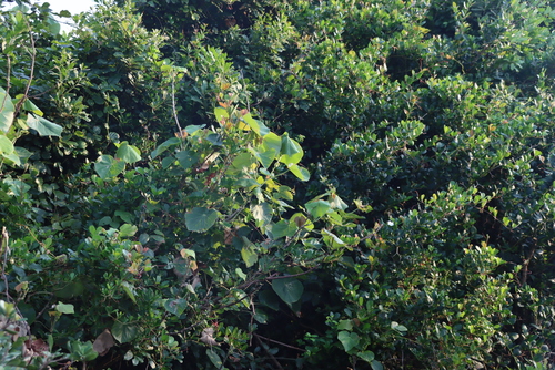 Image of Carissa macrocarpa by (c) Tony Rebelo, some rights reserved (CC BY-SA)