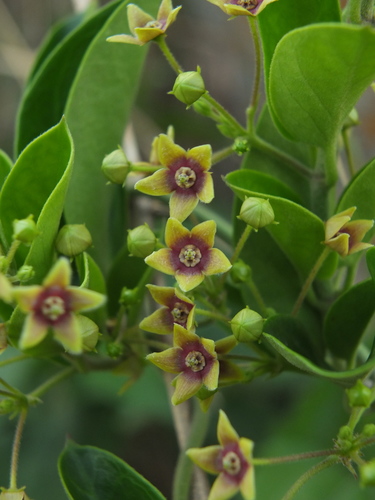 Image of Vincetoxicum indicum by (c) Siddarth Machado, some rights reserved (CC BY)