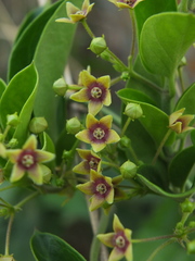 Vincetoxicum indicum