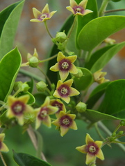 Vincetoxicum indicum