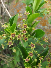Vincetoxicum indicum