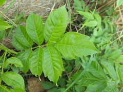 Cipadessa baccifera