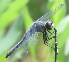 Leucorrhinia frigida