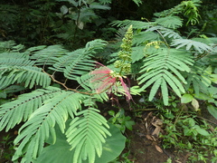 Calliandra houstoniana calothyrsus