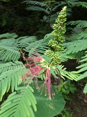 Calliandra houstoniana calothyrsus