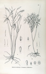 Brassavola martiana
