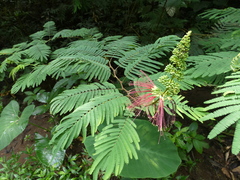 Calliandra houstoniana calothyrsus