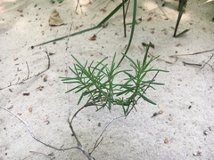 Conradina verticillata