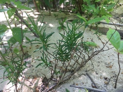 Conradina verticillata