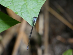 Pseudagrion pruinosum