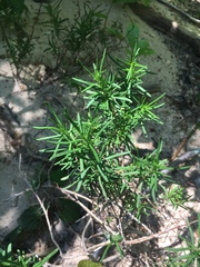 Conradina verticillata