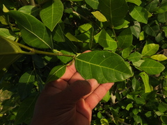 Ficus tinctoria gibbosa