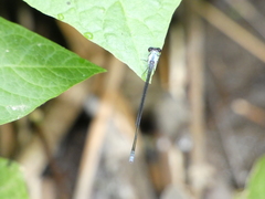 Pseudagrion pruinosum