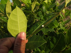 Ficus tinctoria gibbosa