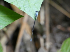 Pseudagrion pruinosum