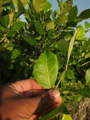 Ficus tinctoria gibbosa