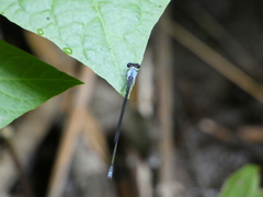 Pseudagrion pruinosum
