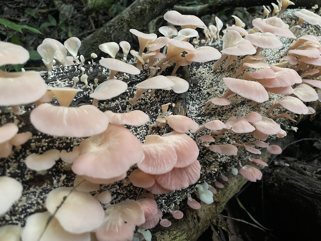 Pleurotus djamor · July 2024 · photo: © rajanrao (iNaturalist, cc-by)