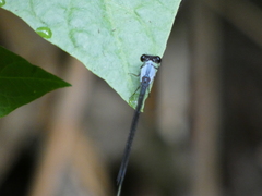 Pseudagrion pruinosum