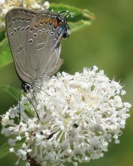 Satyrium edwardsii