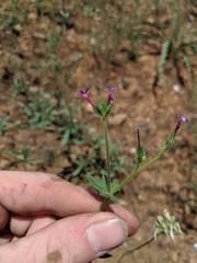 Allophyllum divaricatum