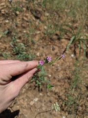 Allophyllum divaricatum
