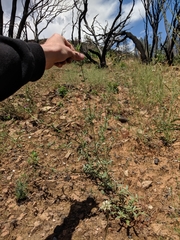 Allophyllum divaricatum