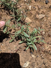 Allophyllum divaricatum