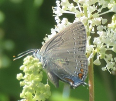 Satyrium edwardsii