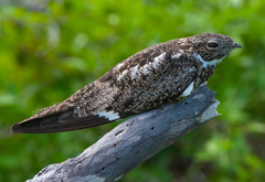 Chordeiles gundlachii