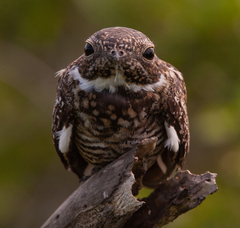 Chordeiles gundlachii