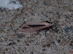 Creatonotos fasciatus