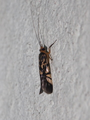 Macrostemum floridum