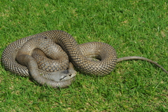 Cubophis cantherigerus