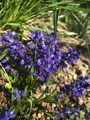 Polygala alpestris