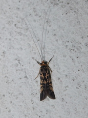 Macrostemum floridum