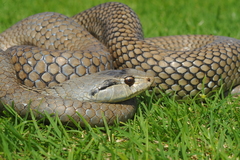 Cubophis cantherigerus