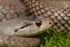 Cubophis cantherigerus