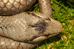Cubophis cantherigerus