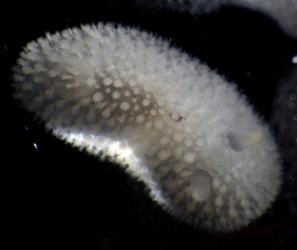 Crowned Dorid