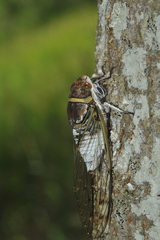 Diceroprocta obscurior