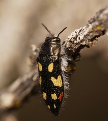 Acmaeodera jocosa