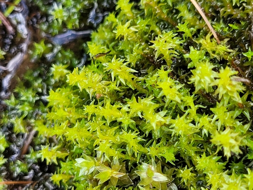 Image of Diobelonella palustris by (c) ahabo, some rights reserved (CC BY)