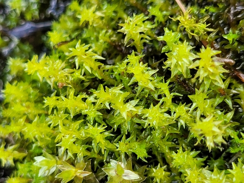 Image of Diobelonella palustris by (c) ahabo, some rights reserved (CC BY)