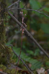 Corallorhiza maculata maculata