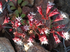 Sidotheca emarginata