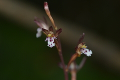Corallorhiza maculata maculata