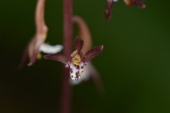 Corallorhiza maculata maculata