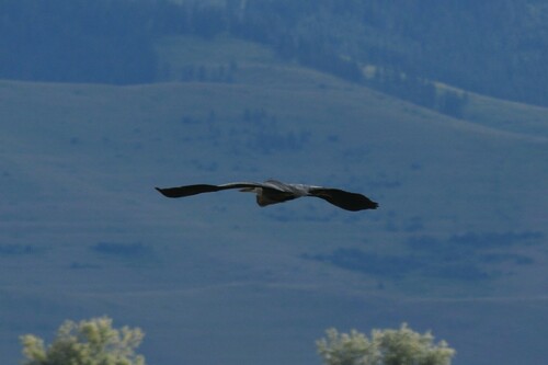 Great Blue Heron photographed in Montana